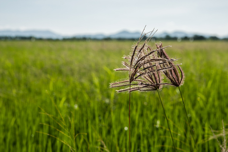 Grassの写真素材