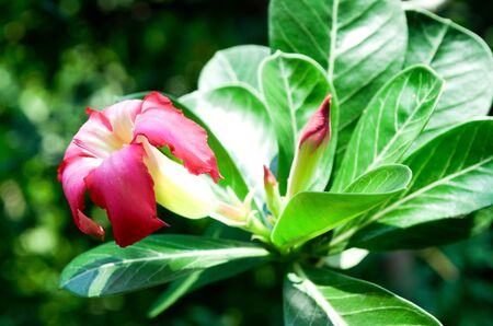 Desert Rose and leaf.の写真素材