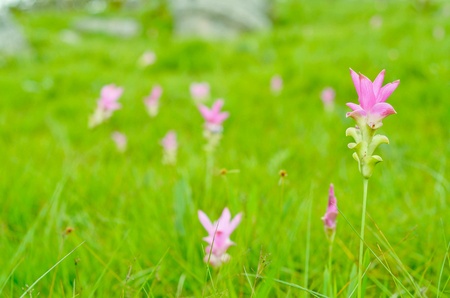 Siam tulip in the nationpark.の素材