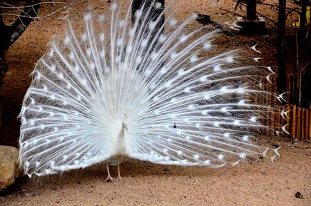 white peacockの写真素材