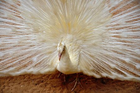 white peacockの写真素材