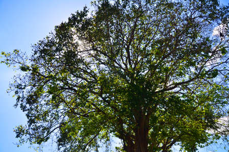 tree and skyの写真素材