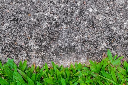 Texture of concrete  s surface with green grassの写真素材