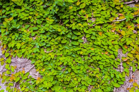 Crawling plant are cling on the wallの写真素材