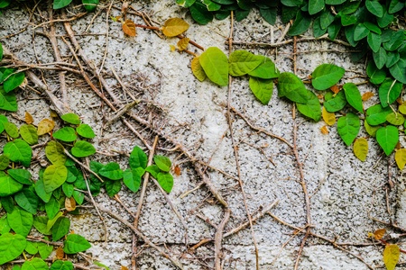 Old wall with crawling plantの写真素材
