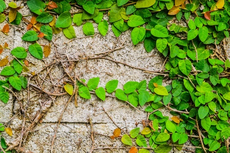 Old wall with crawling plantの写真素材