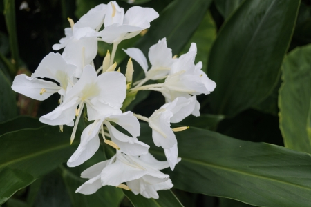 white ginger flower is a fragrant flower の写真素材