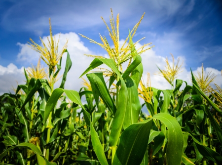 Corn field with cloudy blue skyの写真素材