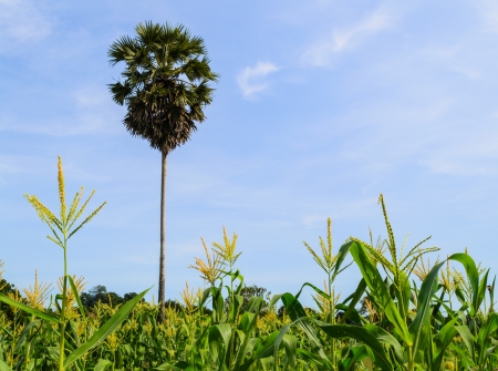 A sugar palm among corn fieldの写真素材