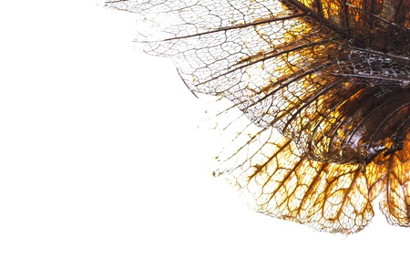 The fiber of a leaf is isolated on whiteの写真素材