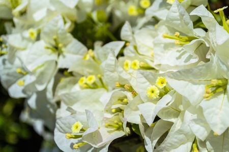 Bougainvillea hybrida or Peper Flowerの写真素材
