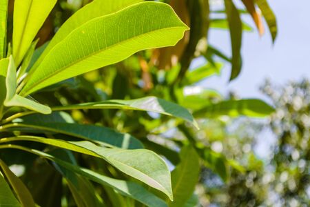 Close up green leavesの写真素材