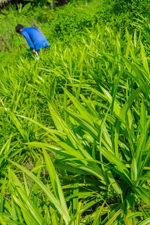 Pandanus is a kind of tropical plant which have fragrance smellの写真素材