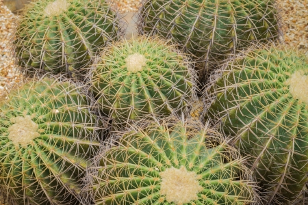 Echinocactus grusonii or Golden Barrel Cactus in the houseplant and landscape industryの写真素材