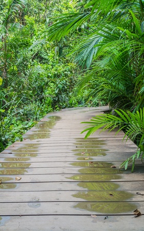 Wooden walk way among the forest after rainの写真素材