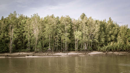 Mangrove forest under sunlight in the afternoon