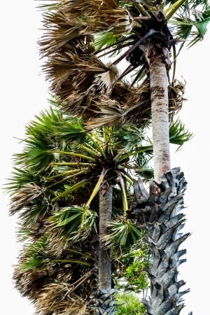 sugar palm is isolated on white backgroundの写真素材