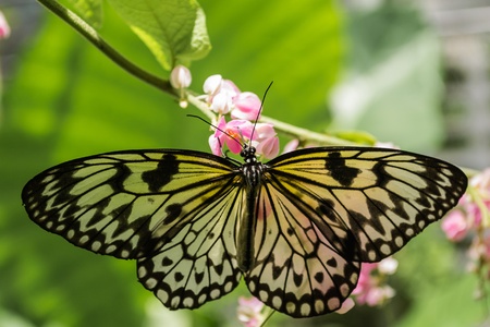 butterfly on flower in the park under sunlightの写真素材