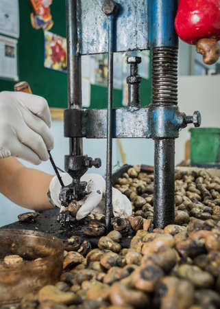 cashew nut cracking with metal hand presser