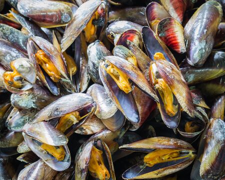 cooked sea mussel background under light with meat