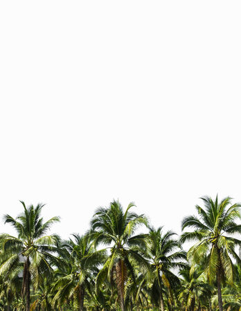 coconut plantation is isolated on white backgroundの写真素材