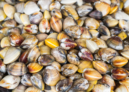 close up a pile of sea mussle in the marketの写真素材