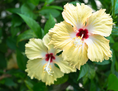 hibiscus or chinese rose flower under sunlight in the gardenの写真素材