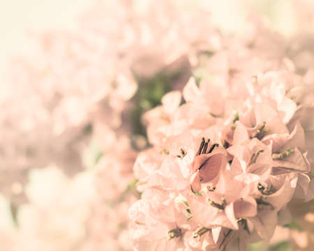 close up pink bougainvillea flower or paper flower backgroundの写真素材