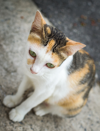 Close up a cute little cat on roadの写真素材
