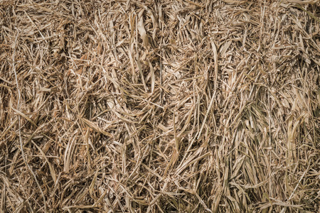 Haystack background front view during harvest time