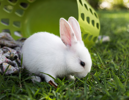 Little white on the grass with green basketの写真素材