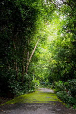 Entrance to green silent jungle under sunlight