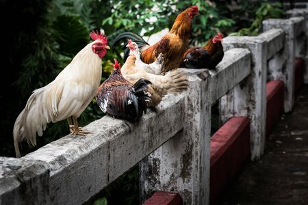 Chickens are on railing of the bridge under sunlight