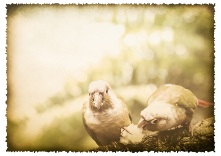 Two parrot on old burnt paper vintage style isolated on whiteの写真素材