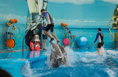 PHUKET THAILAND - JAN 9, 2016 : Performance of clever dolphins with stunts in the pond during dolphin show in phuketのeditorial素材
