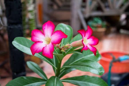 Closeup of Pink flower Impala lilyの写真素材