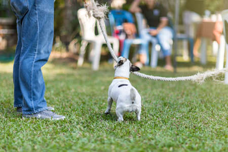 Close up healthy and happy back view of white Dog during plays tug with rope toy on green grass at gardenの写真素材