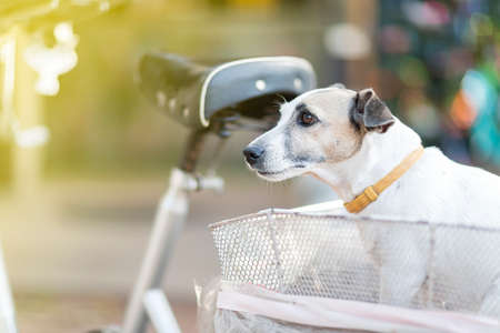 Close up healthy and happy white Dog on basket of bicycle in gardenの写真素材