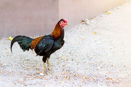 Beautiful and healthy rooster standing on ground