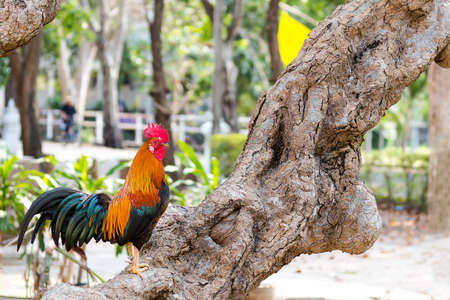 Beautiful and healthy rooster standing on brown treeの写真素材