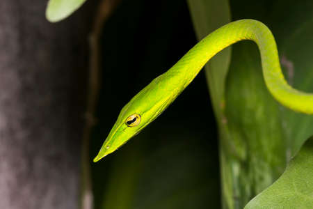 Oriental whip snake or Green viper (Ahaetulla prasina)の写真素材