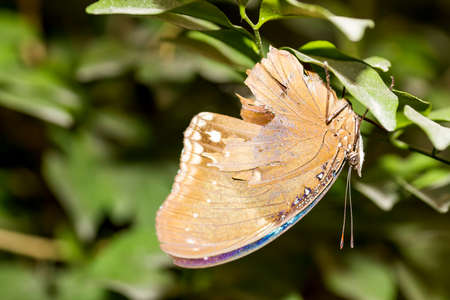 closeup healthy and beautiful brown butterfly resting under leaf