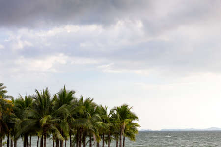 coconut tree on beach at coast and many cloud in sky in holiday at eveningの写真素材
