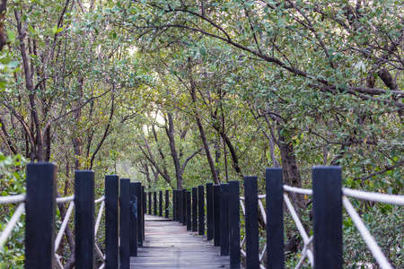 Natural wooden bridge in quiet mangrove forest at evening