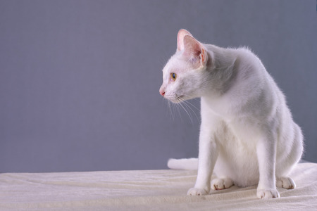 White Thai cat that is happy lying on a white tablecloth.の写真素材