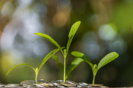 Trees with money, saving money and growing hands.の写真素材