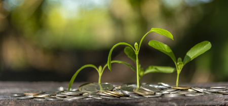 Trees with money, saving money and growing hands.の写真素材