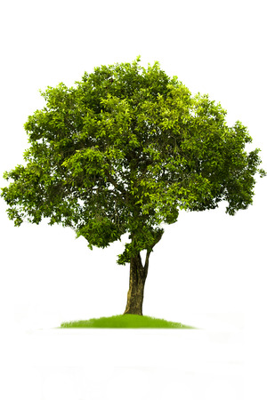 Green tree, beautiful white backdropの写真素材