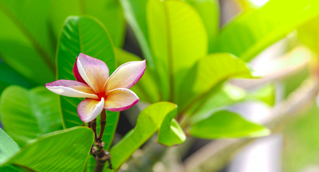 Flowering frangipani used in spa shops In blurred style for background, banner or card And the spring landscape of Leelawadee flowers Colorful spring flowersの写真素材