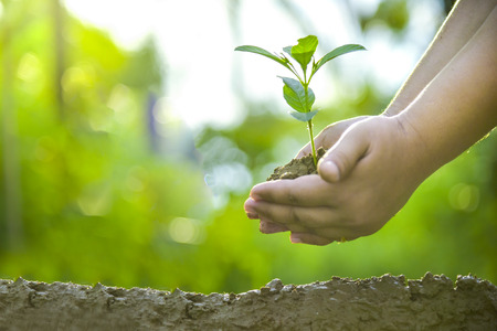 Planting trees, loving the environment and protecting nature Nourishing the plants World Environment Day To help the world look beautifulの写真素材